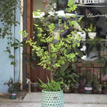 [Combo – mix] Cây Thạch Nam Giả Trang Trí Cửa Hàng, Studio, Tiệm Quán, Văn Phòng, Nhà Cửa – 1m35 – PN-CG070