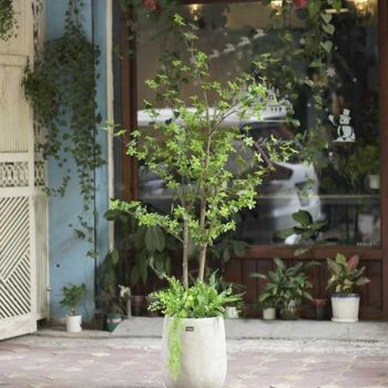 [Combo – mix] Cây Thạch Nam Giả Trang Trí Cửa Hàng, Studio, Tiệm Quán, Văn Phòng, Nhà Cửa – 1m8 – PN-CG069