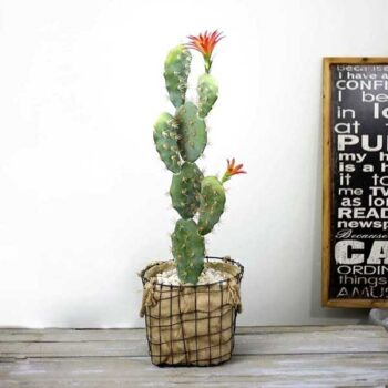 Cây Xương Rồng Bẹ Hoa Cam Giả – Trang Trí Cửa Hàng, Studio, Tiệm Quán, Văn Phòng, Nhà Cửa – Cao 70cm – Mã: PN-CG096