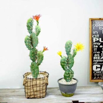 Cây Xương Rồng Bẹ Hoa Cam Giả – Trang Trí Cửa Hàng, Studio, Tiệm Quán, Văn Phòng, Nhà Cửa – Cao 70cm – Mã: PN-CG096