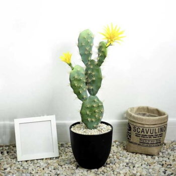 Cây Xương Rồng Bẹ Hoa Vàng Giả – Trang Trí Cửa Hàng, Studio, Tiệm Quán, Văn Phòng, Nhà Cửa – Cao 50cm – Mã: PN-CG095