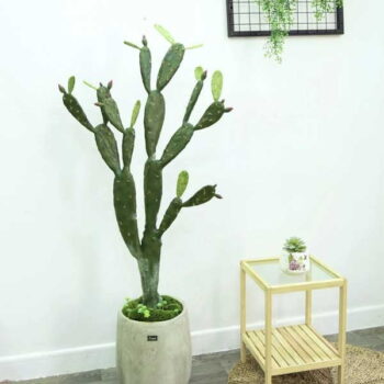 Cây Xương Rồng Tai Thỏ Giả Trang Trí Cửa Hàng, Studio, Tiệm Quán, Văn Phòng, Nhà Cửa – Cao 1m5 – Mã: PN-CG060
