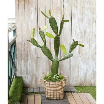 Cây Xương Rồng Tai Thỏ Giả Trang Trí Cửa Hàng, Studio, Tiệm Quán, Văn Phòng, Nhà Cửa – Cao 95cm – Mã: PN-CG061