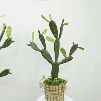 Cây Xương Rồng Tai Thỏ Giả Trang Trí Cửa Hàng, Studio, Tiệm Quán, Văn Phòng, Nhà Cửa – Cao 95cm – Mã: PN-CG061