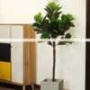 Cây bàng Singapor giả 1m5 trang trí nội ngoại thất - Phạm Nguyễn Decor