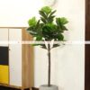Cây bàng Singapor giả 1m5 trang trí nội ngoại thất - Phạm Nguyễn Decor