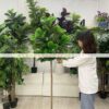 Cây bàng Singapore giả 1m8 Trang trí nội ngoại thất - Phạm Nguyễn Decor (6)