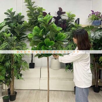Cây Bàng Singapore Giả Trang Trí Cửa Hàng, Studio, Tiệm Quán, Văn Phòng, Nhà Cửa – Cao 1m8 – Mã: PN-CG026