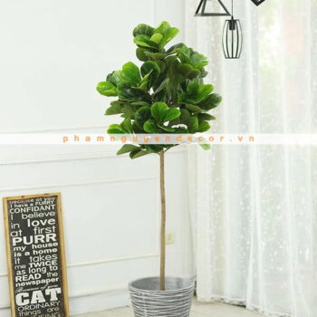 Cây Bàng Singapore Giả Trang Trí Cửa Hàng, Studio, Tiệm Quán, Văn Phòng, Nhà Cửa – Cao 1m8 – Mã: PN-CG026