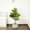 Cây bàng Singapore giả 90cm - Trang trí nội và ngoại thất - Phạm Nguyễn Decor