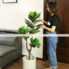 Cây bàng singapore giả 1m2 trang trí nội ngoại thất hiện đại sang trọng - Phạm Nguyễn Decor