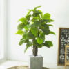 Cây bàng singapore giả 1m35 trang trí nội ngoại thất - Phạm Nguyễn Decor