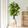 Cây bàng singapore giả 1m35 trang trí nội ngoại thất - Phạm Nguyễn Decor