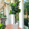 Cây bàng singapore giả 1m8 trang trí cửa hàng, studio, văn phòng, nhà hàng, quán cafe, khách sạn