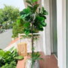 Cây bàng singapore giả 1m8 trang trí nhà cửa văn, văn phòng, shop, studio, nhà hàng khách sạn