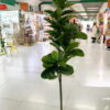 Cây bàng singapore giả 1m8 trang trí nội ngoại thất - Phạm Nguyễn Decor