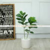 Cây bàng singapore giả 70cm trang trí nhà cửa văn, văn phòng, shop, studio, nhà hàng khách sạn