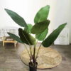 Cây chuối rẻ quạt giả 1m2 trang trí cửa hàng, shop, studio, tiệm quán, văn phòng, nhà cửa