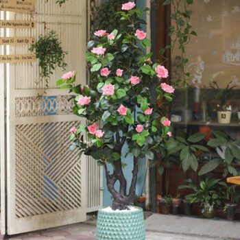 Cây Hoa Hồng Giả Trang Trí Cửa Hàng, Studio, Tiệm Quán, Văn Phòng, Nhà Cửa – Cao 1m65 – Mã: PN-CG003