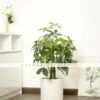 Cây kim ngân giả 85cm trang trí nội ngoại thất (3)