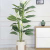 Cây lan ý giả 1m55 trang trí văn phòng, cửa hàng, shop, studio, văn phòng, nhà cửa (2)