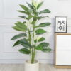 Cây lan ý giả 1m55 trang trí văn phòng, cửa hàng, shop, studio, văn phòng, nhà cửa (2)