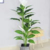 Cây lan ý giả 1m55 trang trí văn phòng, cửa hàng, shop, studio, văn phòng, nhà cửa (2)