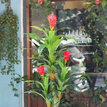 Cây Phát Lộc Hoa Giả Trang Trí Cửa Hàng, Studio, Tiệm Quán, Văn Phòng, Nhà Cửa – Cao 1m5 – Mã: PN-CG018