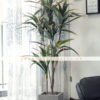 Cây Phát Tài Giả - Trang Trí Nội Ngoại Thất - Phạm Nguyễn Decor