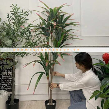 Cây Phát Tài Giả Trang Trí Cửa Hàng, Studio, Tiệm Quán, Văn Phòng, Nhà Cửa – Cao 1m65 – Mã: PN-CG017