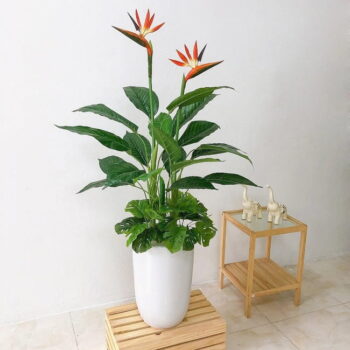 Cây Thiên Điểu Giả Trang Trí Cửa Hàng, Studio, Tiệm Quán, Văn Phòng, Nhà Cửa – Cao 1m – Mã: PN-CG007