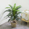 Cây thiết mộc lan giả 90cm trang trí nhà cửa, cửa hàng, studio, văn phòng