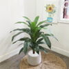 Cây thiết mộc lan giả 90cm trang trí nhà cửa, cửa hàng, studio, văn phòng (7)