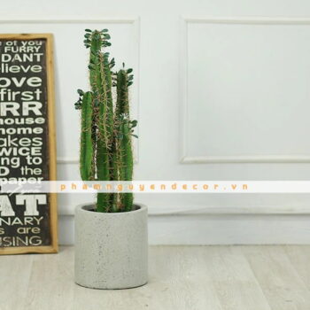 Cây Xương Rồng Giả 5 Nhánh – Trang Trí Cửa Hàng, Studio, Tiệm Quán, Văn Phòng, Nhà Cửa – Cao 80cm – Mã: PN-CG016