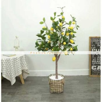 Cây Chanh Mỹ Giả Trang Trí Cửa Hàng, Studio, Tiệm Quán, Văn Phòng, Nhà Cửa – Cao 1m3 – Mã: PN-CG123