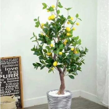 Cây Chanh Mỹ Giả Trang Trí Cửa Hàng, Studio, Tiệm Quán, Văn Phòng, Nhà Cửa – Cao 1m6 – Mã: PN-CG124