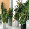 Cây Lưỡi Hổ Giả 1m1. (3)