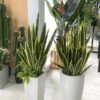Cây Lưỡi Hổ Giả 1m1. (3)
