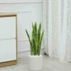 Cây Lưỡi Hổ Giả 80cm (6)