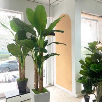 Cây Chuối Cảnh Giả Trang Trí Cửa Hàng, Studio, Tiệm Quán, Văn Phòng, Nhà Cửa – 2m3 – PN-CG119