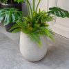 Cây-trầu-bà-Monstera-1