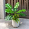 Cây-trầu-bà-Monstera