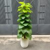 Chậu trầu bà giả leo cột cao 1m7 trang trí nội thất