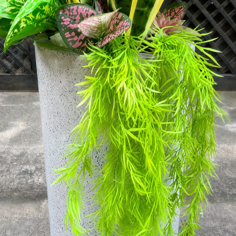 cận-cảnh-dây-rủ-tóc-tiên-và-sen-đá-trong-chậu-cây-lưỡi-hổ-giả