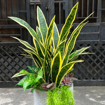 Chậu cây lưỡi hổ giả phối kết, chậu đá mài xám, cao 1m1