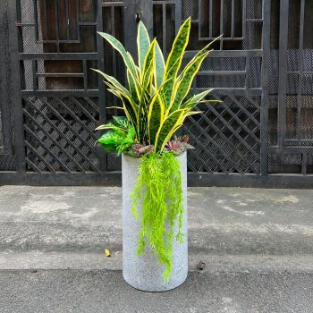 Chậu cây lưỡi hổ giả phối kết, chậu đá mài xám, cao 1m1