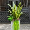 cây-lưỡi-hổ-giả-văn-phòng-trong-chậu-đá-mài-tròn-trụ
