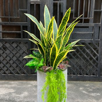 Chậu cây lưỡi hổ giả phối kết, chậu đá mài xám, cao 1m1