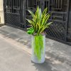 chậu-cây-lưỡi-hổ-giả-phối-bụi-môn-sen-đá-và-dây-rủ-tóc-tiên