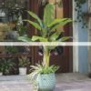 Cây Chuối Bẹ Giả 1m6 (4)